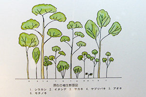 画像：シラカシ林植生図