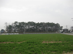 画像：埼玉県指定天然記念物 中川低地の河畔砂丘群　志多見砂丘